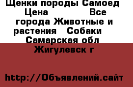 Щенки породы Самоед › Цена ­ 20 000 - Все города Животные и растения » Собаки   . Самарская обл.,Жигулевск г.